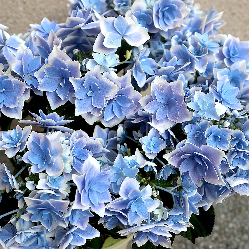 ㉔PVPアジサイ「コンペイトウスマイル」10.5cmポット KAMOセレ 正規品 Amazon.co.jp: ITANSE アジサイ