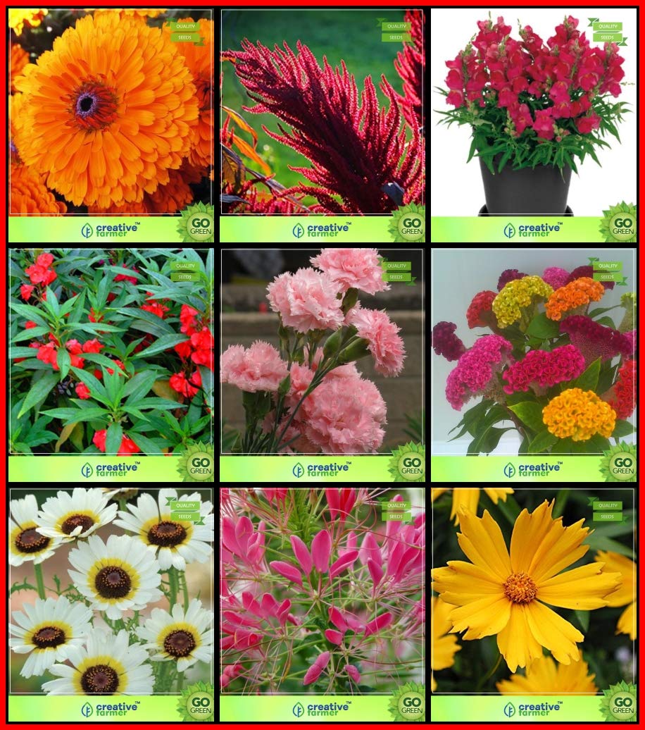 Creative Farmer Bonsai Suitable Seeds Combo Flower Seeds : Pot Marigold, Amaranthus Dwarf Mix, Antirihinum Thumb Mix, Balsam, Carnation Mix, Celosia, Chrysanthemum Carinatum Mix, Cleome Spinosa Mix, Coreopsis For Gardening (B07HTRMT9K) Amazon Price History, Amazon Price Tracker