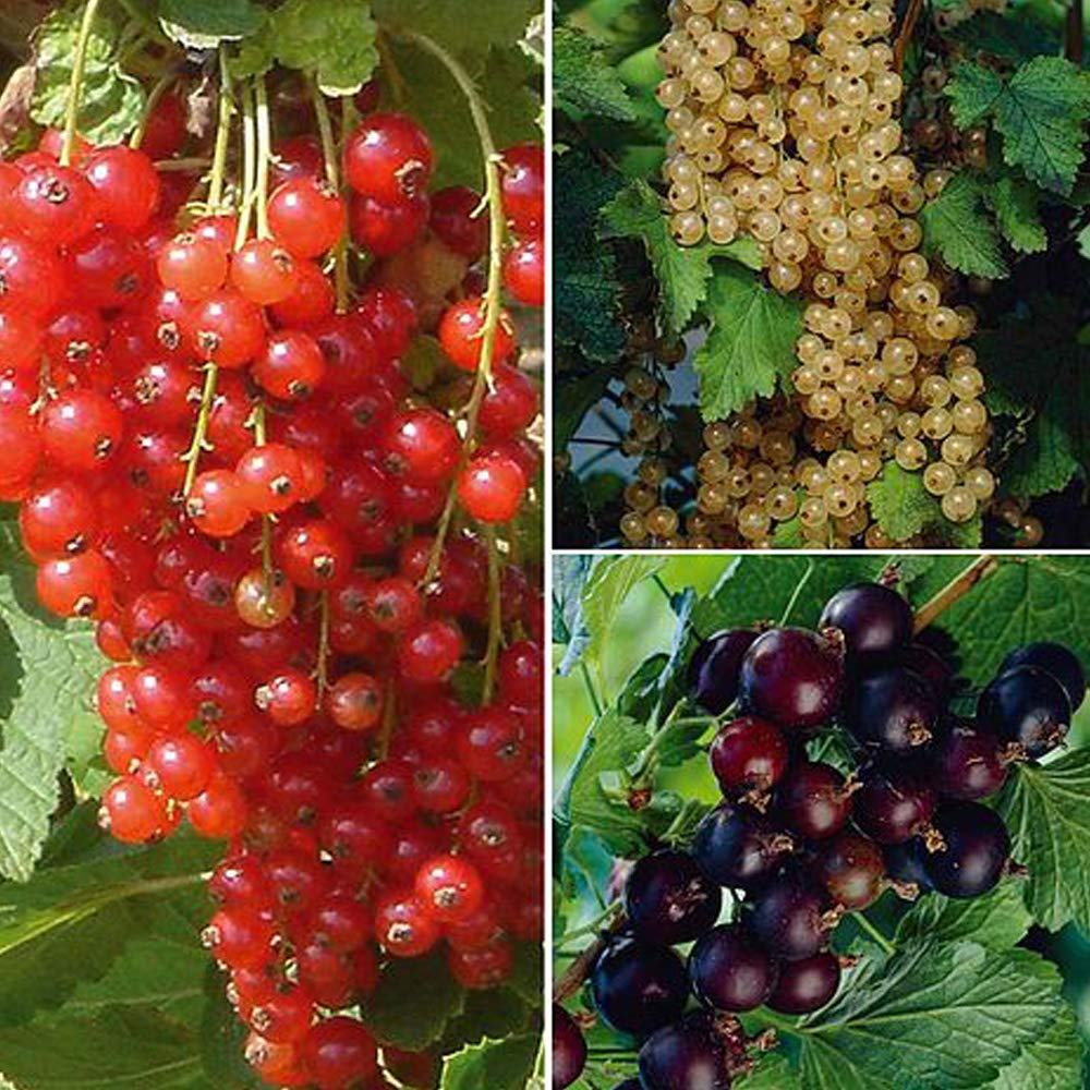 Currant Collection, Hardy Shrub, 3 Bare Root Collection by Thompson and Morgan