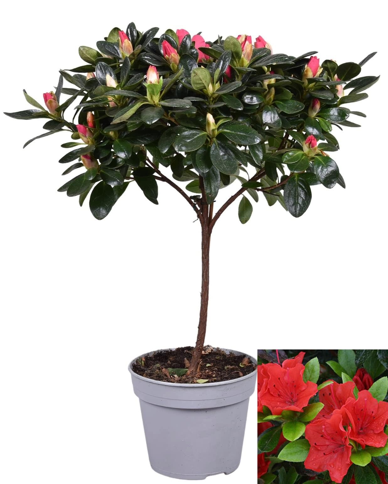 POWERS TO FLOWERS - AZALEA MATISS IN VASO CERAMICA ROSSO, pianta da interno/ esterno, pianta vera - Powers to flowers - piante e fiori