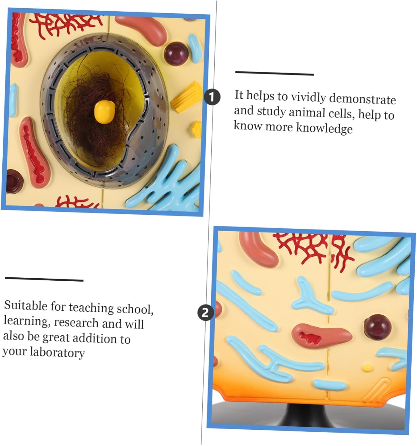 UPKOCH Animal Cell Anatomical Model for Biology Teaching Realistic Display Model with Detailed Features for Classroom Learning Educational Tool for Middle School and College