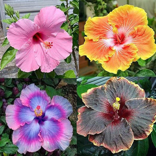 QAUZUY GARDEN 200 Rare Hibiscus Seeds Mixed Color Hibiscus