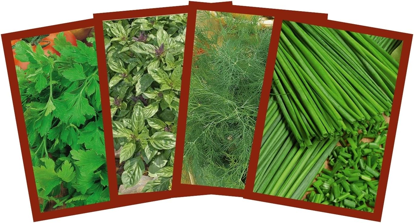 Küchenkräuter Set für die gute Küche Kräutermischung