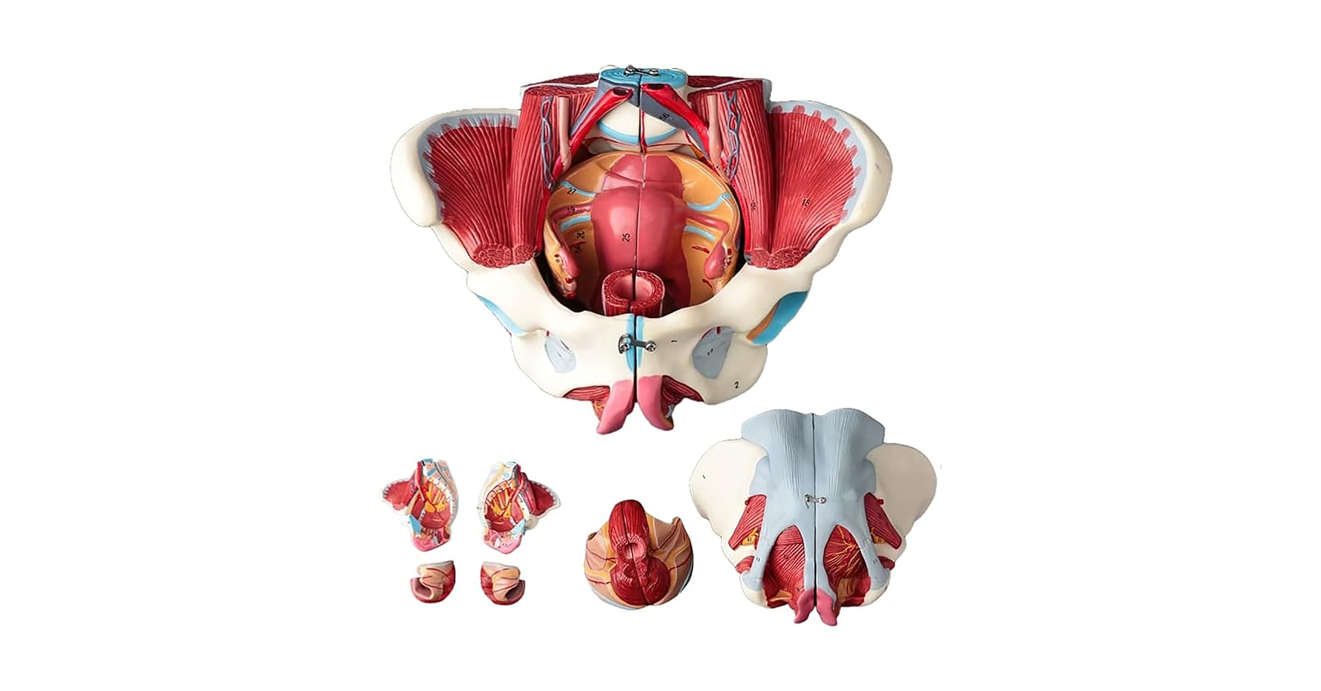 Amazon.co.jp: 女性骨盤底筋群性器血管神経筋子宮人体解剖学骨盤