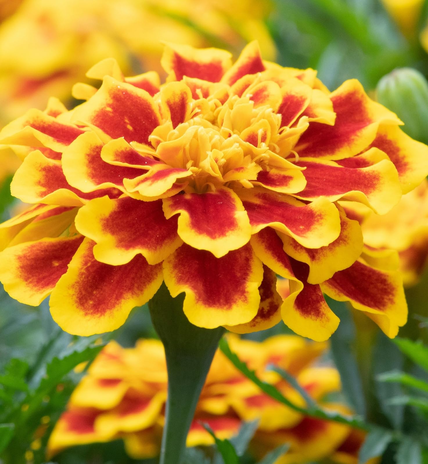 Carbeth Plants Marigold Bedding Plants - 3 x 6 Pack French Durango Bee Yellow and Red Bedding Plant Outdoor Garden Ready — image 1