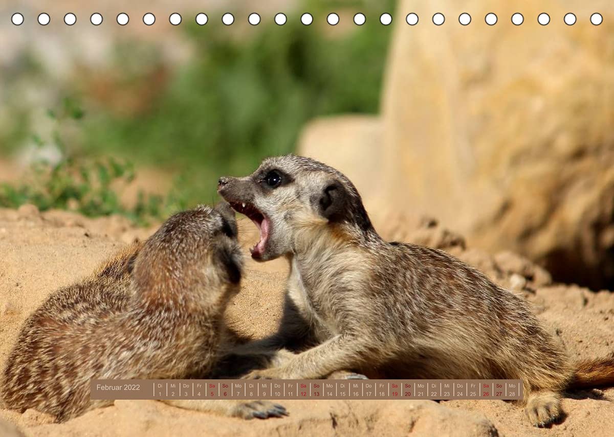 Erdmännchen (Tischkalender 2022 DIN A5 quer): Eine putzige Erdmännchenfamilie (Monatskalender, 14 Seiten ) (CALVENDO Tiere)