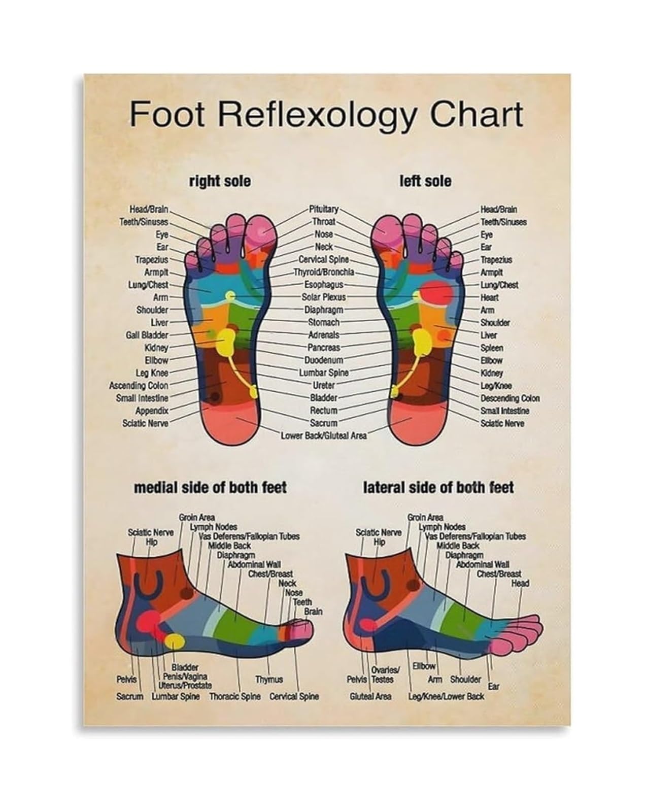 JRBJWYVV Foot Anatomy Chart Poster for Physical Clinic Classroom Study(Unframed,12x18inch(30x45cm))