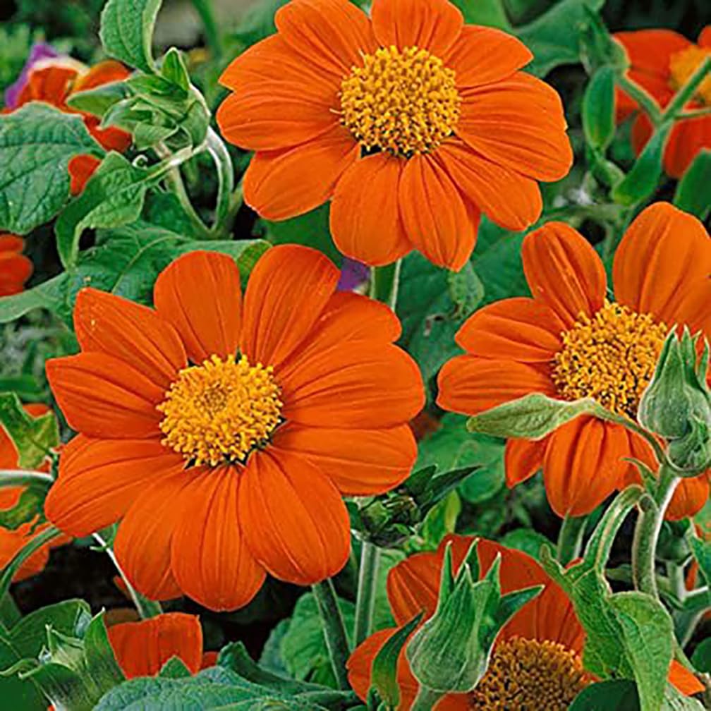 Marde Ross Mexican Sunflower Seeds