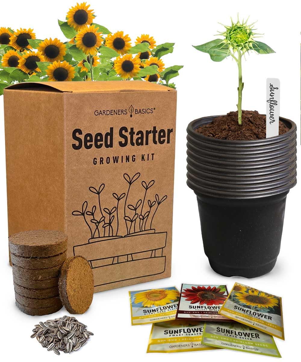 Amazon.com : Sunflower Growing Kit – 5 Giant & Colorful Sunflowers