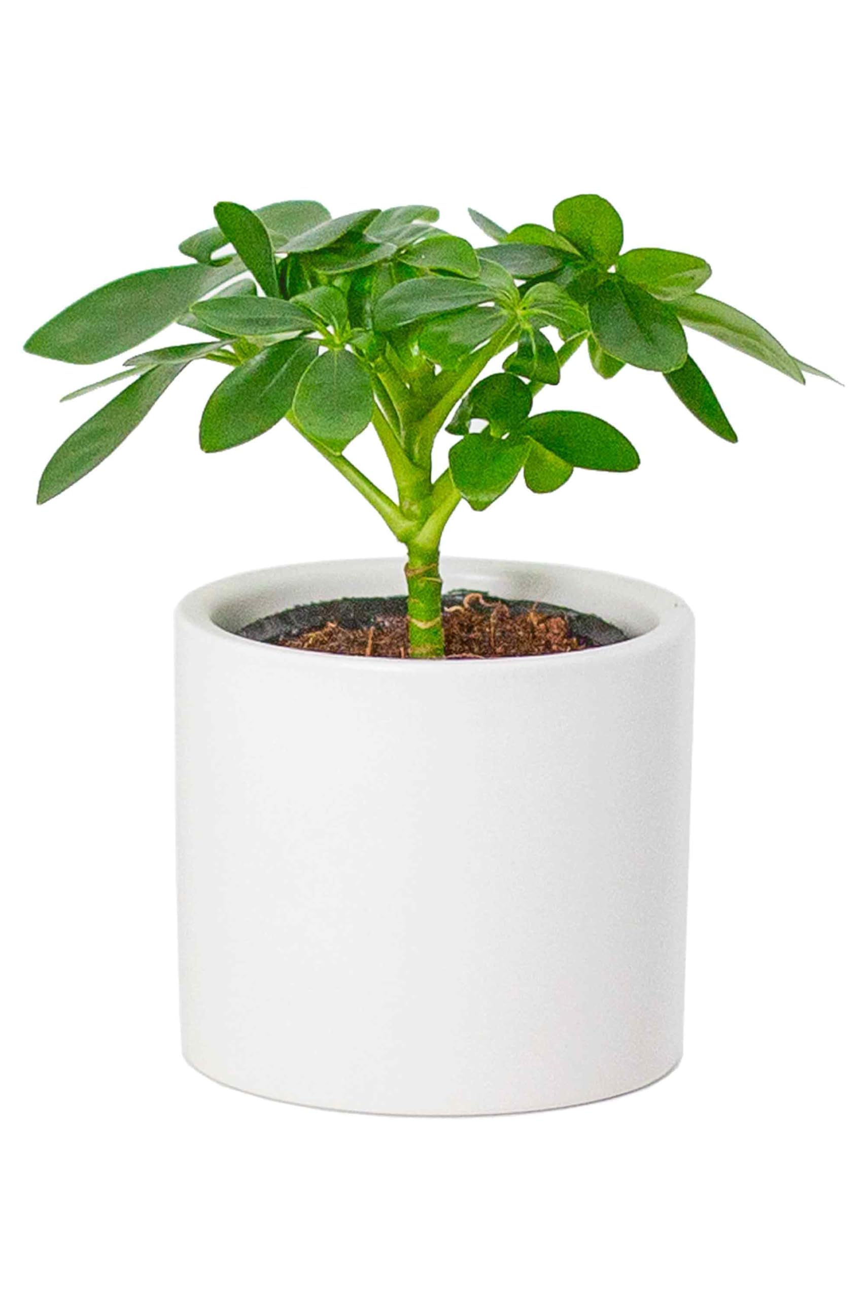 Amazon｜[ miipas ] カポック シェフレラ 観葉植物 本物 鉢 初心者向け