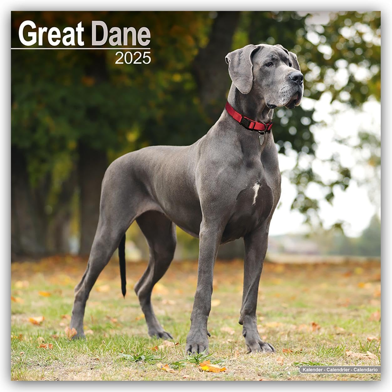Great Dane (Euro) 2025 Square Wall Calendar