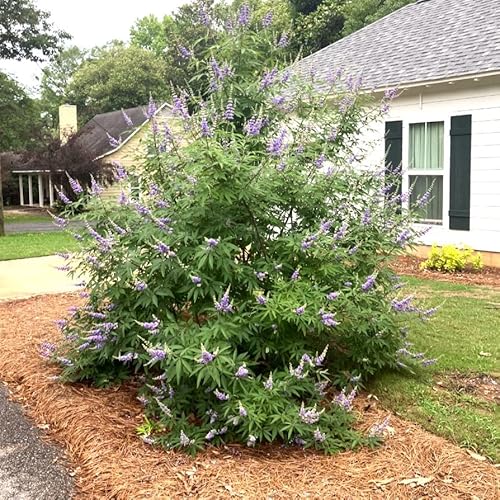 'Shoal Creek' Vitex (2.5 Gallon) Deciduous Tree With Deep Purple Blooms - Full Sun Live Outdoor Plant #TOP7