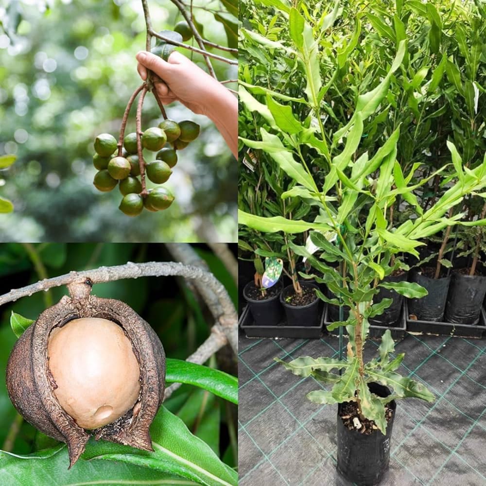 Macadamia Integrifolia Live Plant Pack of 1 | Rare Nut Tree Plant | Healthy Fruit Bearing Sapling for Outdoor Gardening and Landscaping-picture-12