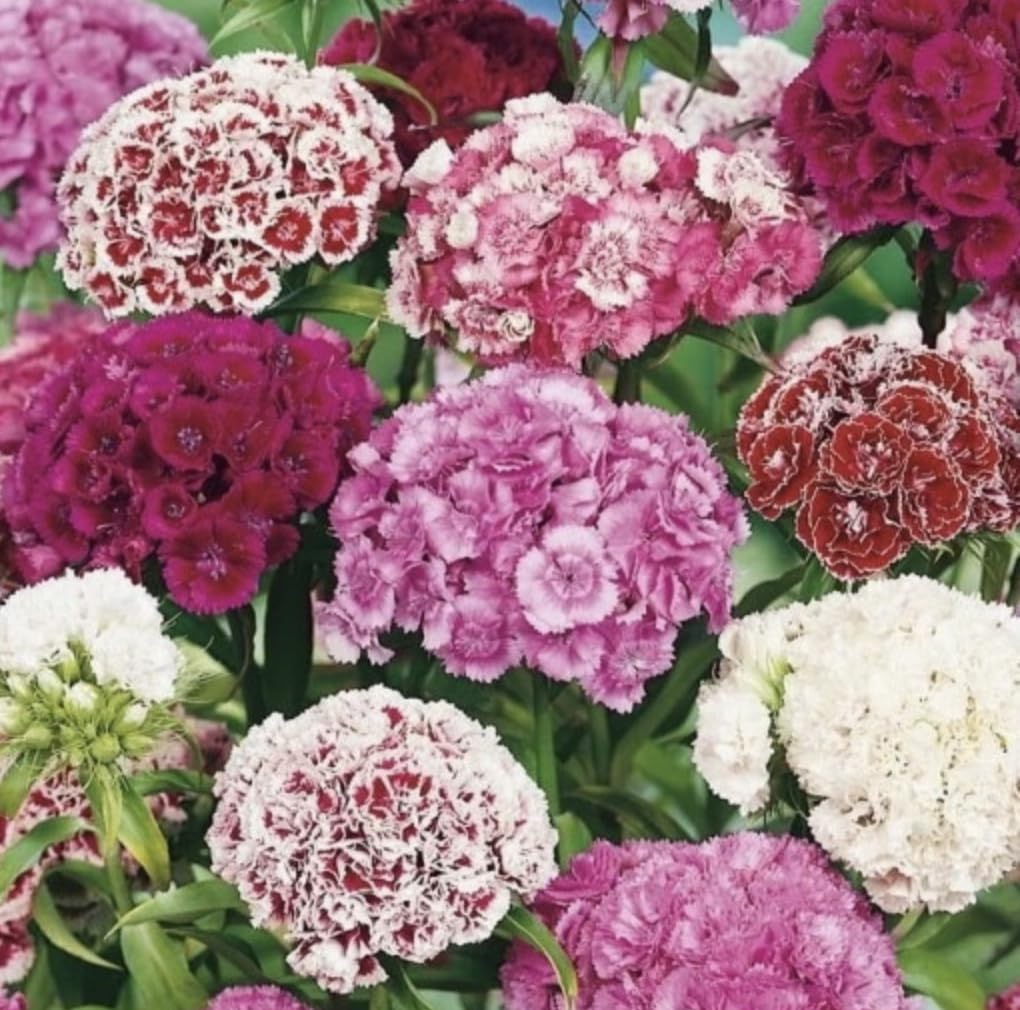 Sweet William, Hardy Perennial Flower Seeds Variety Mixed Pack, 2,000-100,000 Seeds (5000 Seeds, 5g) โ image 1