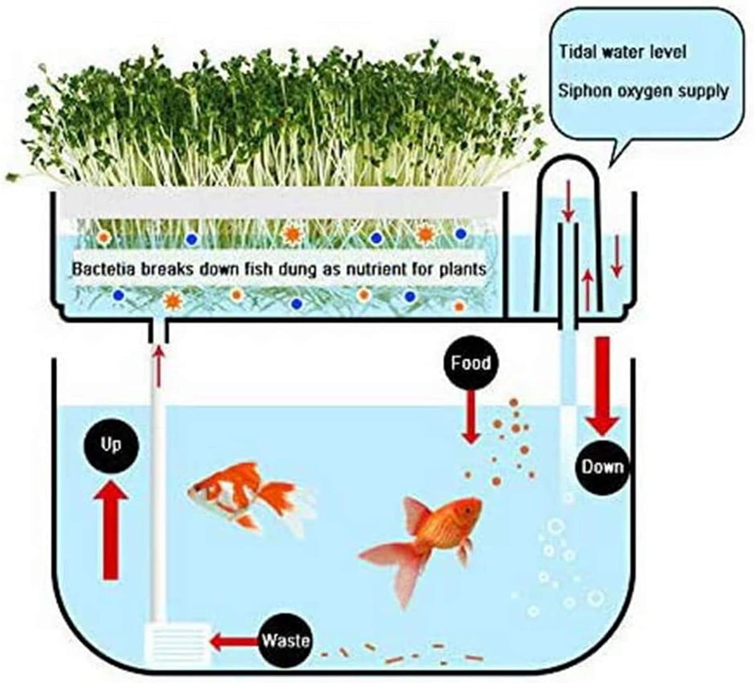 絶品 アクアポニック 水槽 水耕栽培システム 植物 水栽培 システム アクアポニックス小型水槽 水槽セット アクアポニクス 水耕栽培 有機セルフ給水プランタ 家庭用 アクアポニックス ブリオ セット Www Sanchetana Org