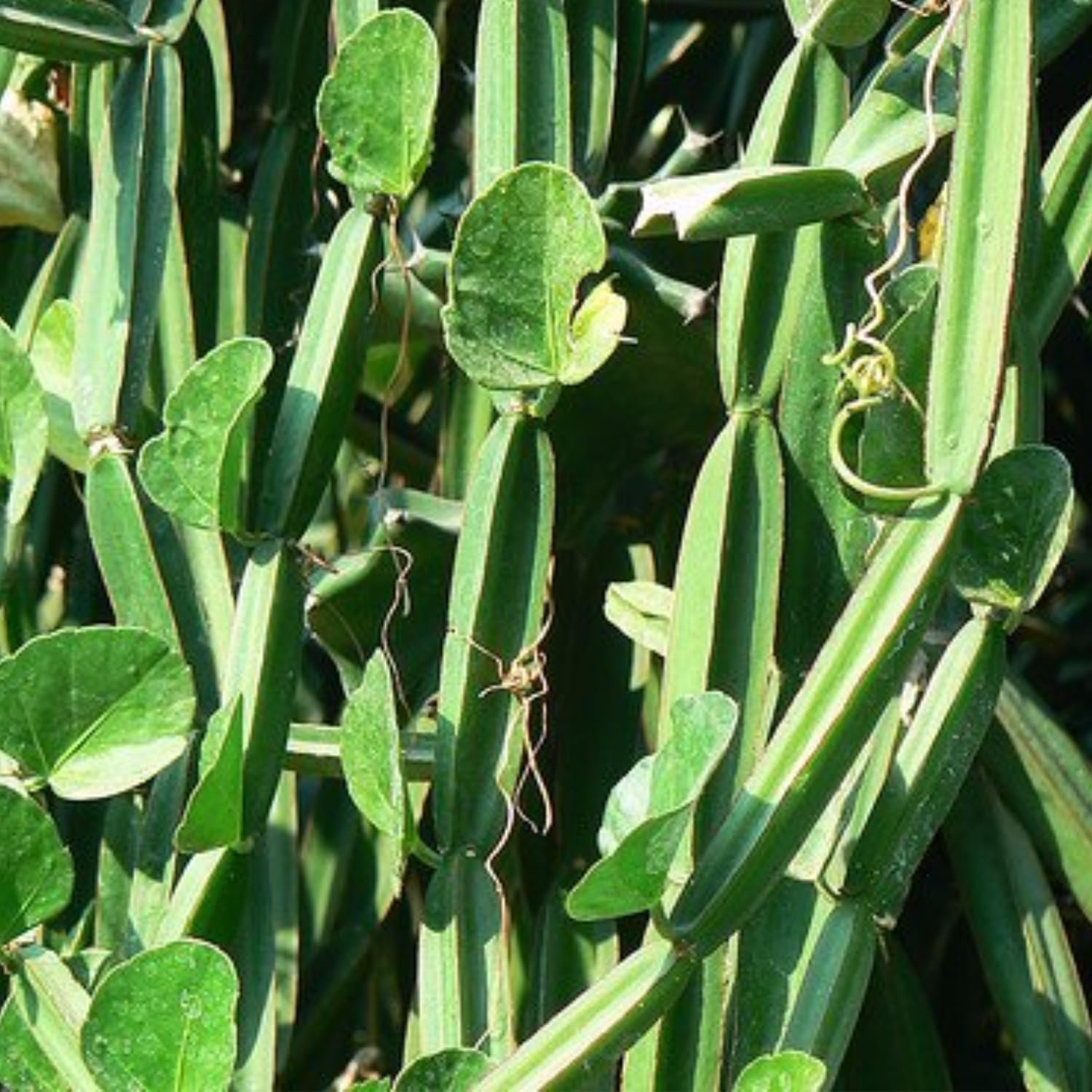 See full amazon price history chart for Hug A Plant | Changalamparanda (Cissus Quadrangularis) Medicinal Live Plant (Home & Garden) Hug A Plant | Changalamparanda (Cissus Quadrangularis) Medicinal Live Plant (Home & Garden) (B0CB3GX6N3) Amazon Price History, Amazon Price Tracker