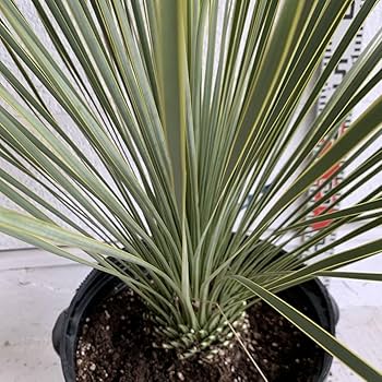 【実生】ユッカトンプソニアーナ トンプソニアーナユッカ 根巻き大苗 耐寒性南欧風プランツ