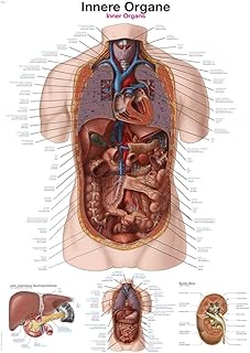 Erler Zimmer anatomische Lehrtafel, Innere Organe, Lehrmittel, 70x100cm