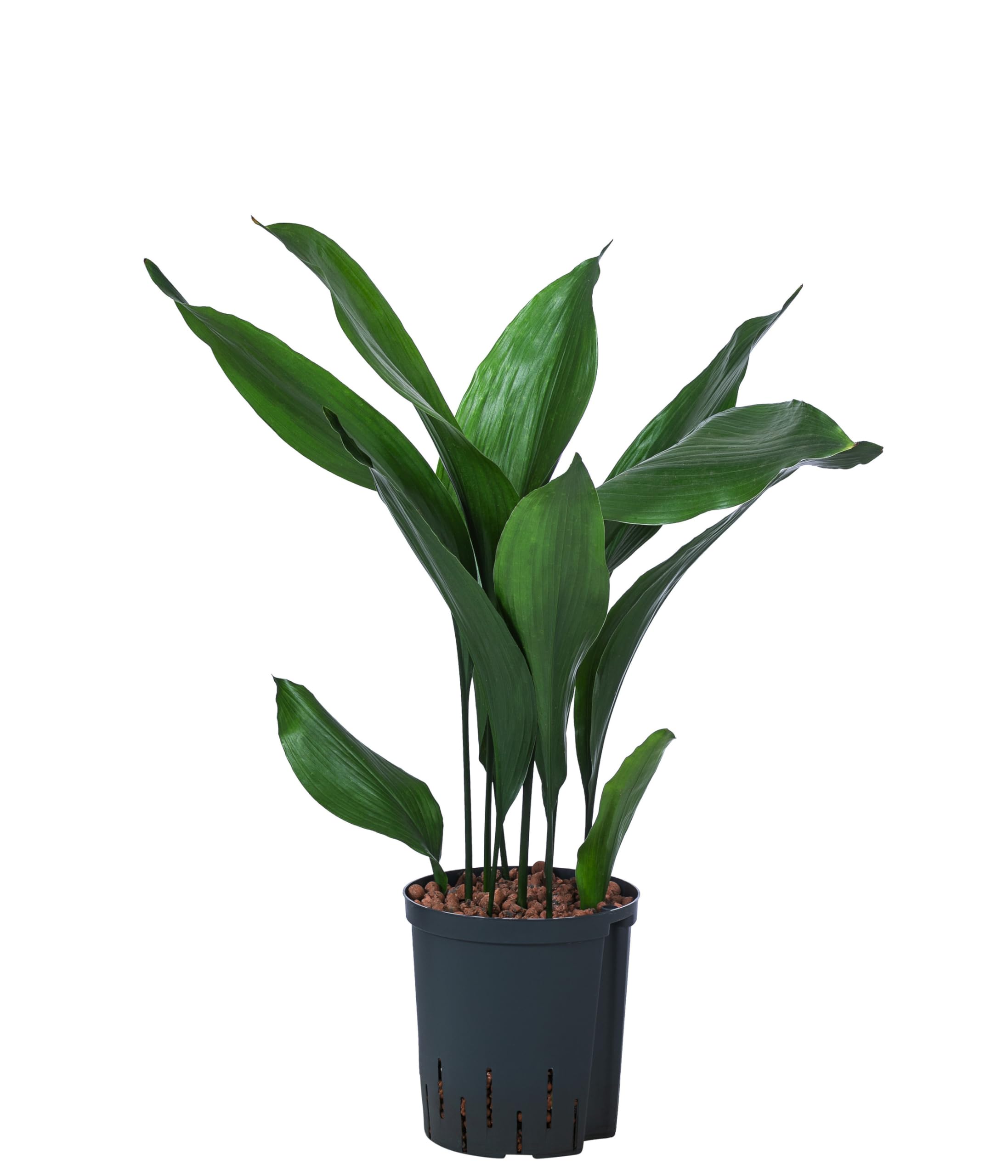 Dehner Schusterpalme, Aspidistra elatior, in Hydrokultur, ca. 70 cm,  Topf  18 cm, Zimmerpflanze : Amazon.de: Garten