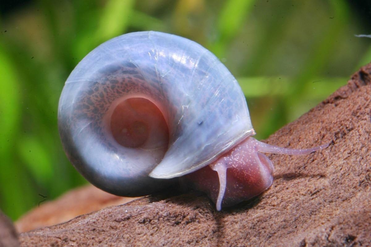 5 Rare Blue Ramshorn Snails. Great for Pond & Aquarium