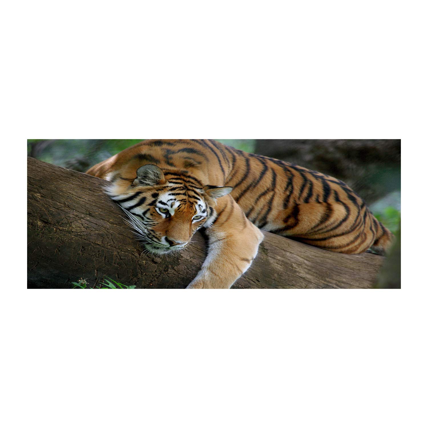 Tulup Impression sur Verre 125x50 cm Image Tableau Photo décorative panoramique pour la Cuisine et Le Salon - Animaux - Tigre sur l'arbre - Brun