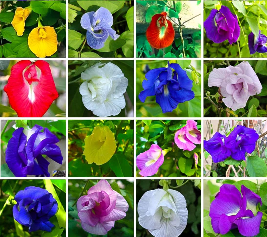 All Colour Aparajita Seeds (15 Seeds) (B0CZ3RLBRL) Amazon Price History, Amazon Price Tracker