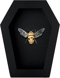 Man Face Beetle in Coffin Frame Gothic Spooky Halloween Taxidermy Specimen Entomology Curiosity Preserved Insect Decor Scientific Oddity CF12-86-DE