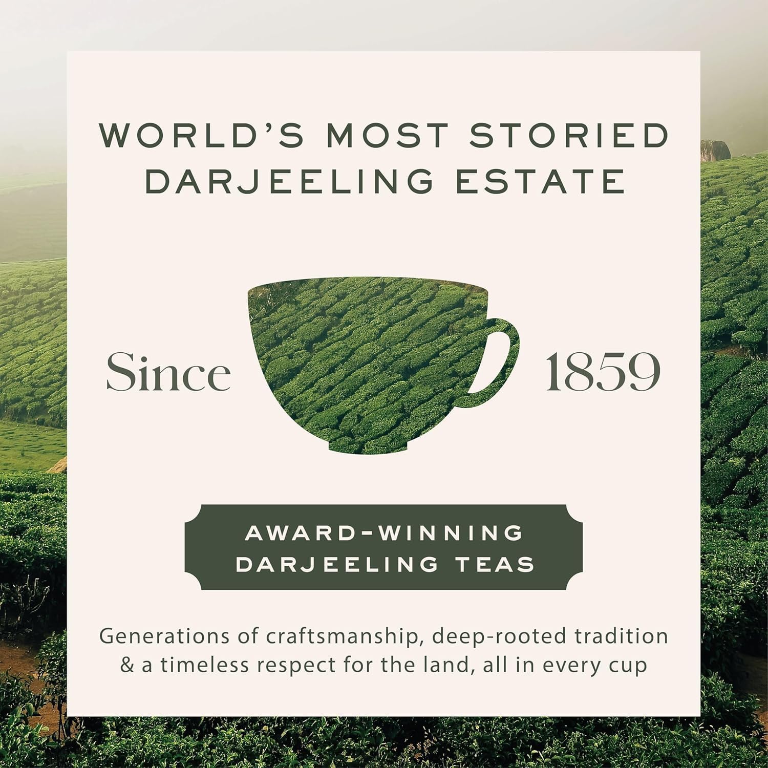 Makaibari Darjeeling Roasted Black | 500 gms Loose Leaf Tea | Roasted Black Tea | Monocartoon Pack | Strong Chai 1