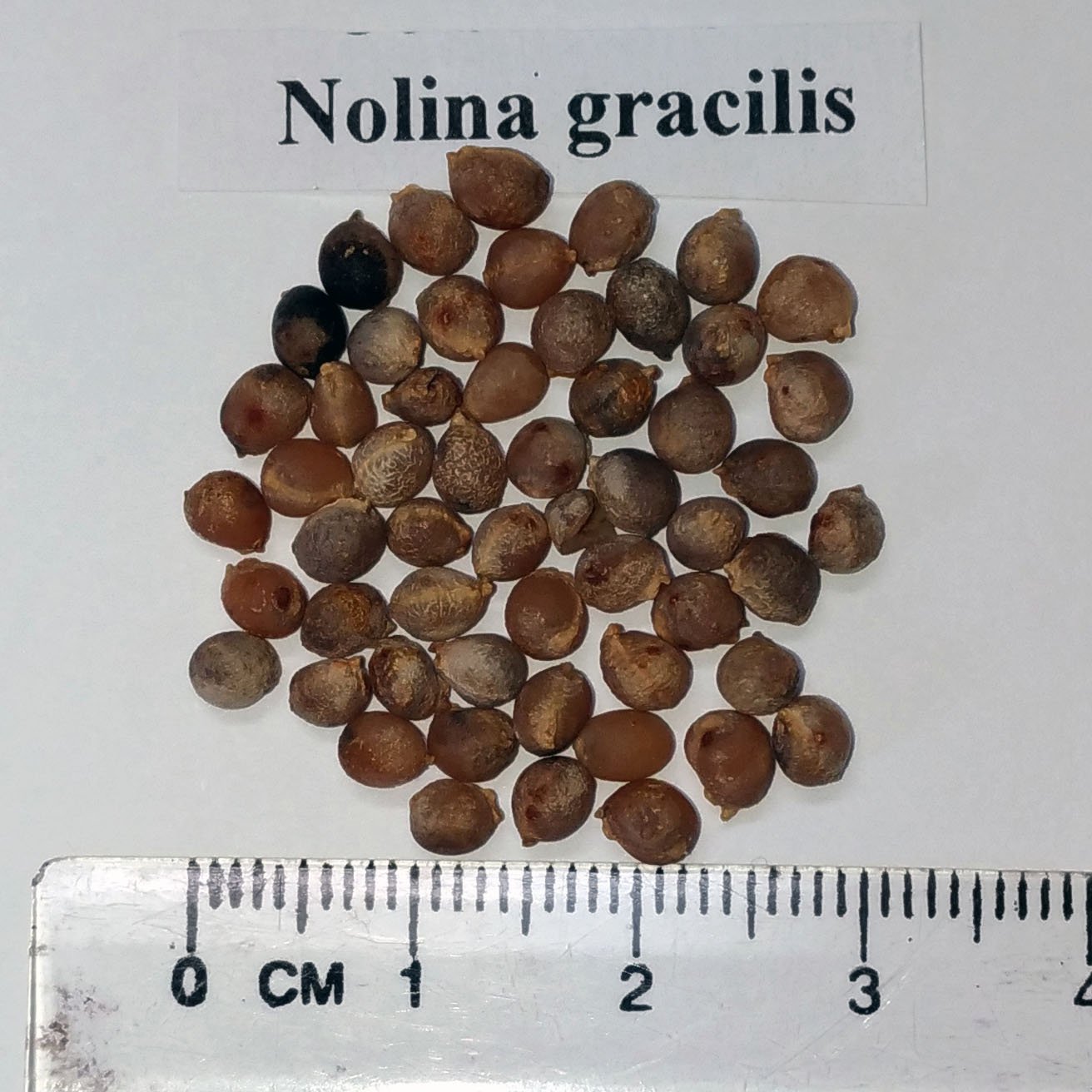 Amazon｜【種子】Beaucarnea/Nolina Gracilis◇ボーカルネア(ノリナ