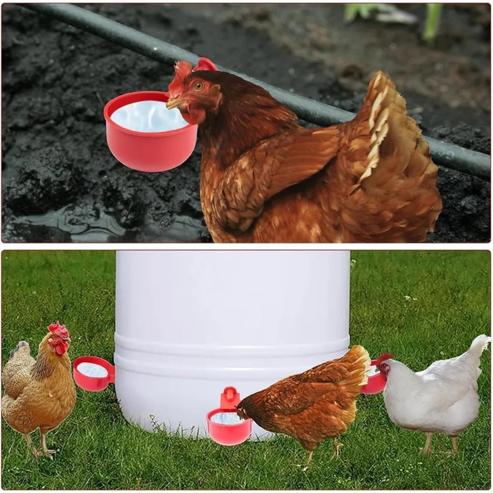 Abbeveratoio for pollame, tazza automatica for pollo