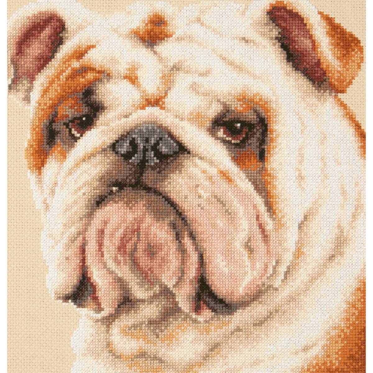 Magic Needle Zweigart Edition counted cross stitch kit ""Bulldog"", 25x25cm, DIY