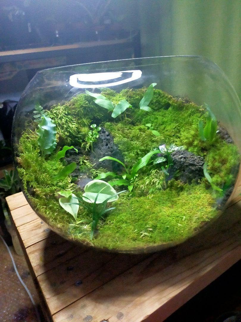 ガラスボール苔テラリウム(階段付き) Amazon.co.jp: ガラスボール、苔テラリウム(階段付き) : ホーム