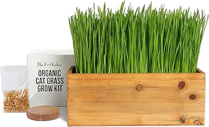 cat grass tray