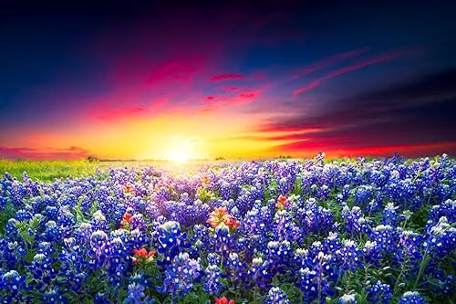 Laminated Spring Sunrise Bluebonnets Texas Hill Country Photo Photograph Poster Dry Erase Wall Art 24x16