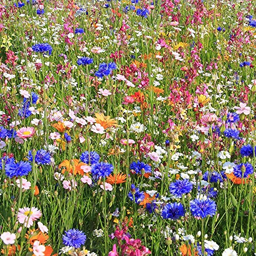 Utopiaseeds Spring And Summer Wildflower Seed Mix - Easy To Grow - Quick Blooming #TOP4