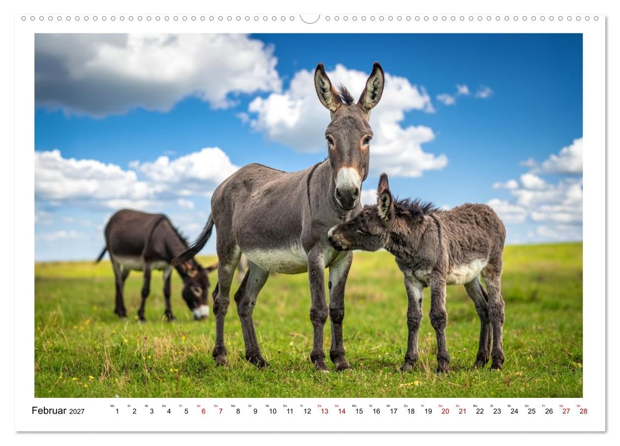 Kleine und große Eselein (Wandkalender 2027 DIN A2 quer), CALVENDO Monatskalender: Weiche Ohren, sanfte Seelen, lustige Stimmung - so sind Esel (CALVENDO Tiere)