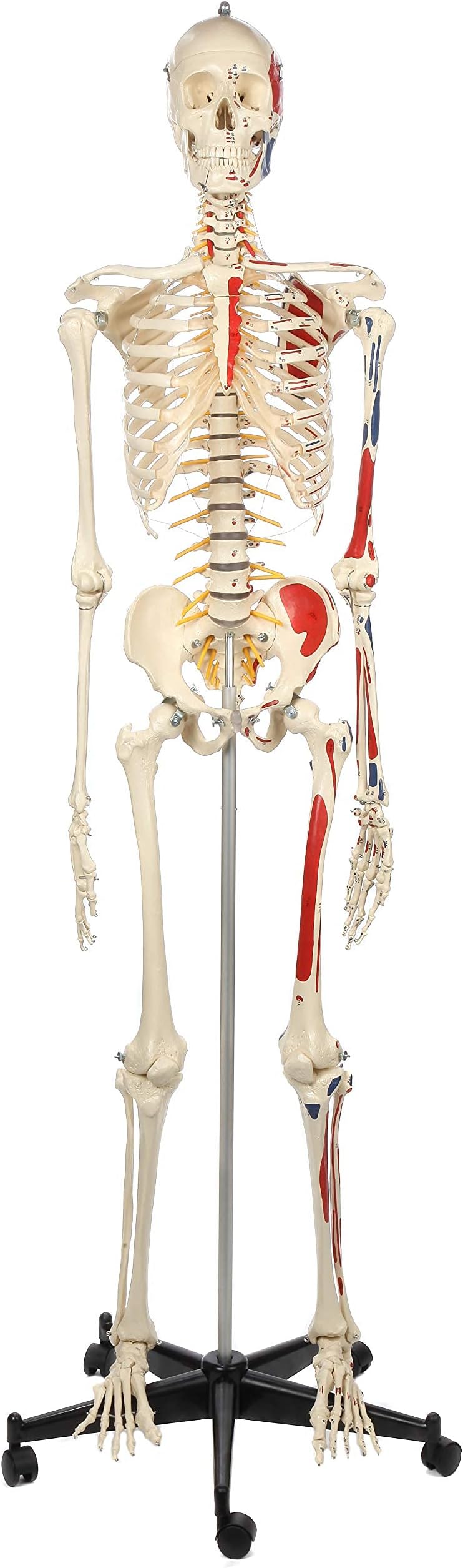 Rudiger Anatomie Human Skeleton with Flexible Spine, Muscle Paintings, and Arteries