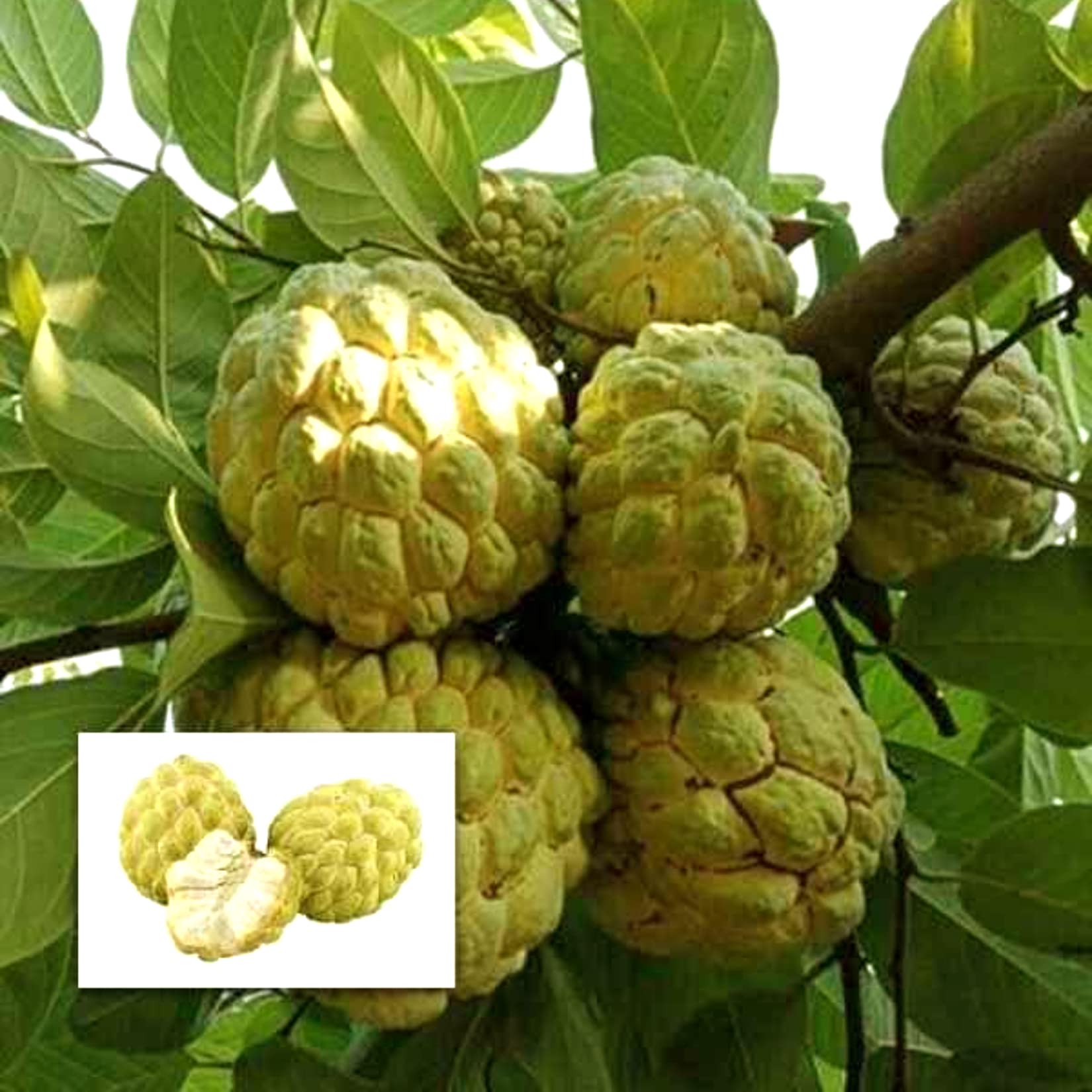 AGRO ALIVE Super Golden Custard Apple Plant/Sitaphal sitaphol Grafted Live Plant (B0B7P55K7D) Amazon Price History, Amazon Price Tracker