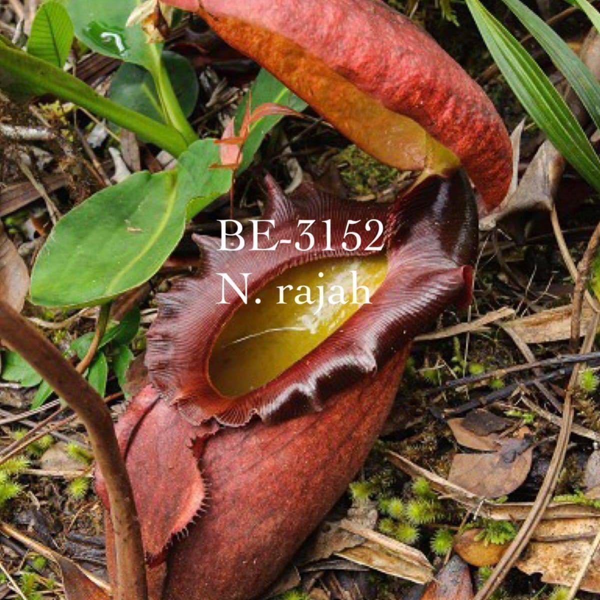 Amazon.co.jp: BE-3152 N. rajah ウツボカズラ 食虫植物 2 : おもちゃ