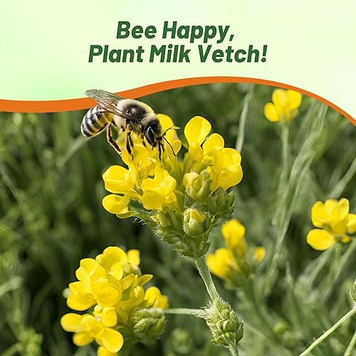 Miniatura 7 de Outsidepride Milk Vetch Semillas de astrágalo – 100 piezas perennes, resistentes y autosembradas, semillas de hierbas para plantar flores vibrantes