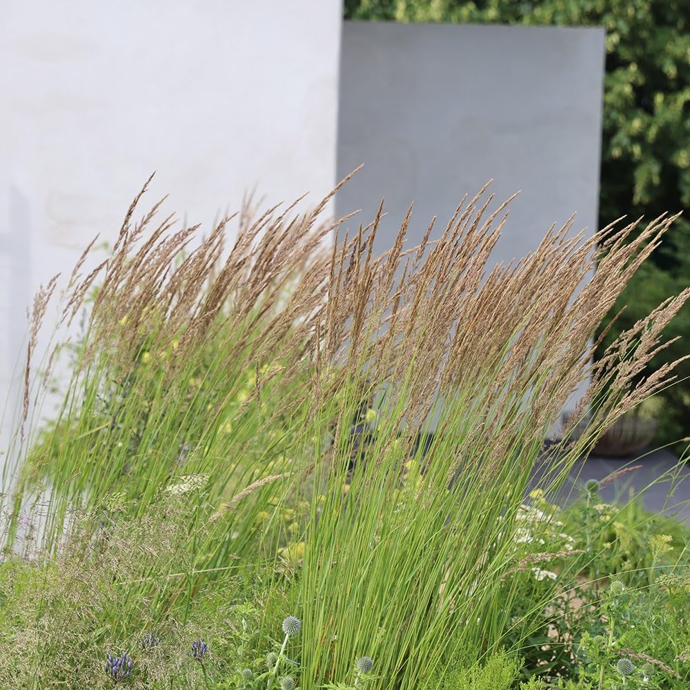 Plant Theory 9cm Pot Calamagrostis Acutiflora Karl Foerster Feather Reed Grass Plant