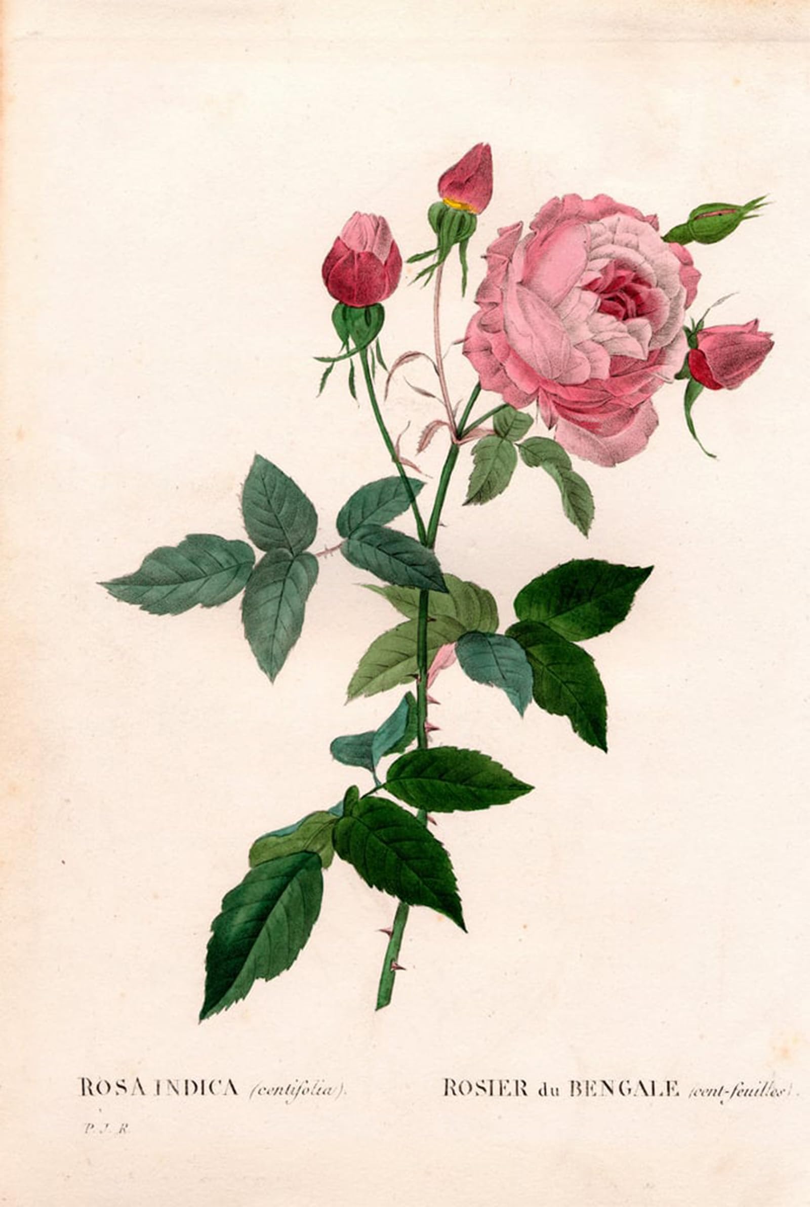SERENDIPITP Vintage Wall Art Canvas Nordic Poster Canvas Print Picture Bengal -leaf pink Rosa chinensis variety Bengal rose by Pierre Redouté Wall Art Poster for Home Decor 60x90cm