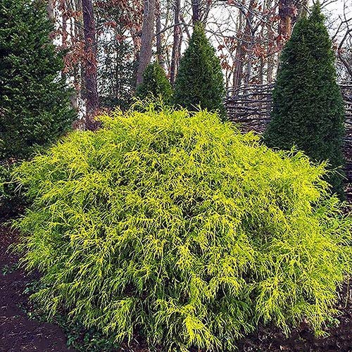 Shrub Gold Mop Cypress 2.25 Qt, 1 Gallon, Golden #TOP2