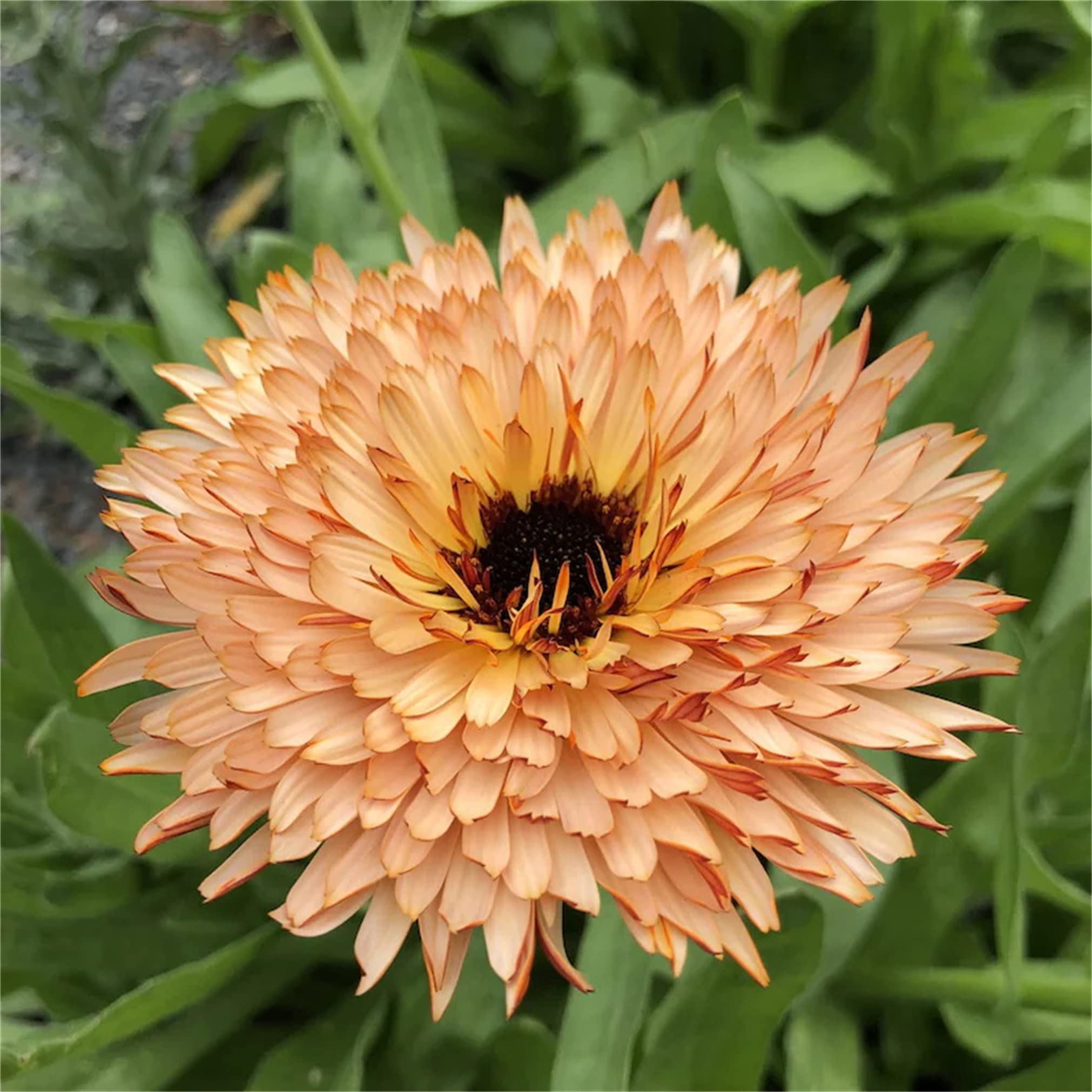 Amazon.com : Rare Flower Seeds 200 Calendula Orange Flash