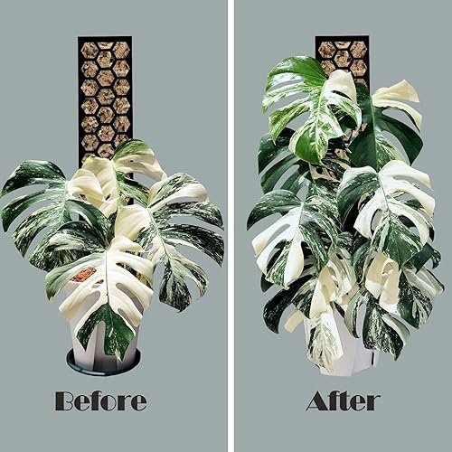 Miniatura 4 de Paquete de 4 postes de musgo de plástico de 17 pulgadas para plantas trepadoras Monstera, soporte de poste de musgo para plantas de interior,