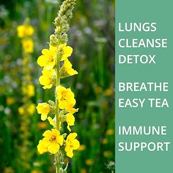 50 Mullein Tea Bags for Lungs, VitalForest 100% Pure Mullein Leave Tea, Lung Detox Cleanse Mullen Tea for Smokers Breathe Deep and Respiratory Support, Caffeine Free Mullin