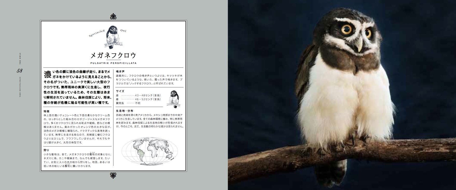 Sekai No Utsukushii Fukuroi Shinpiteki Na Poi Torei To To Seitai Amazon Co Uk Marianne Taylor Andrew Perris Ayako Ishida Books