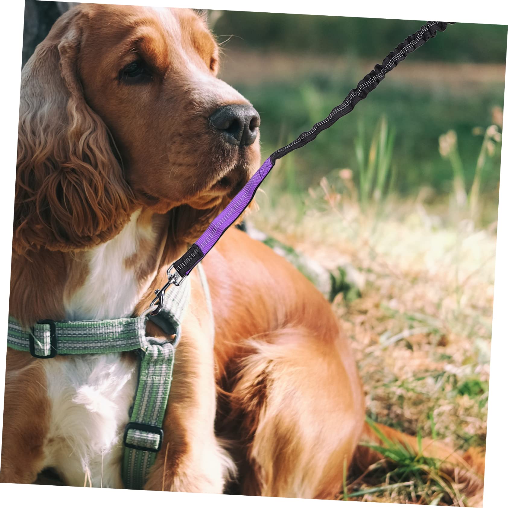 SUPVOX 2 Pz Guinzaglio Per Animali Domestici Guinzaglio Per Gatti All'aperto Guinzaglio Per Cani Con Corda Da Arrampicata Guinzaglio Di Controllo Del Cane Metallo Viola,porpora
