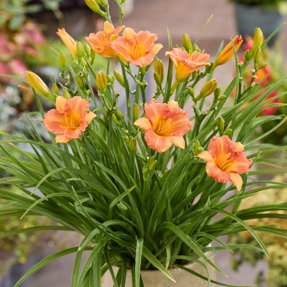 Hemerocallis 'Stella Tangerine' Dwarf Daylily with Repeat Peach-Orange Flowers, Fast Growing, Low Maintenance Perennial Ideal for Small Gardens and Containers - 9cm Pot x3 By Thompson and Morgan