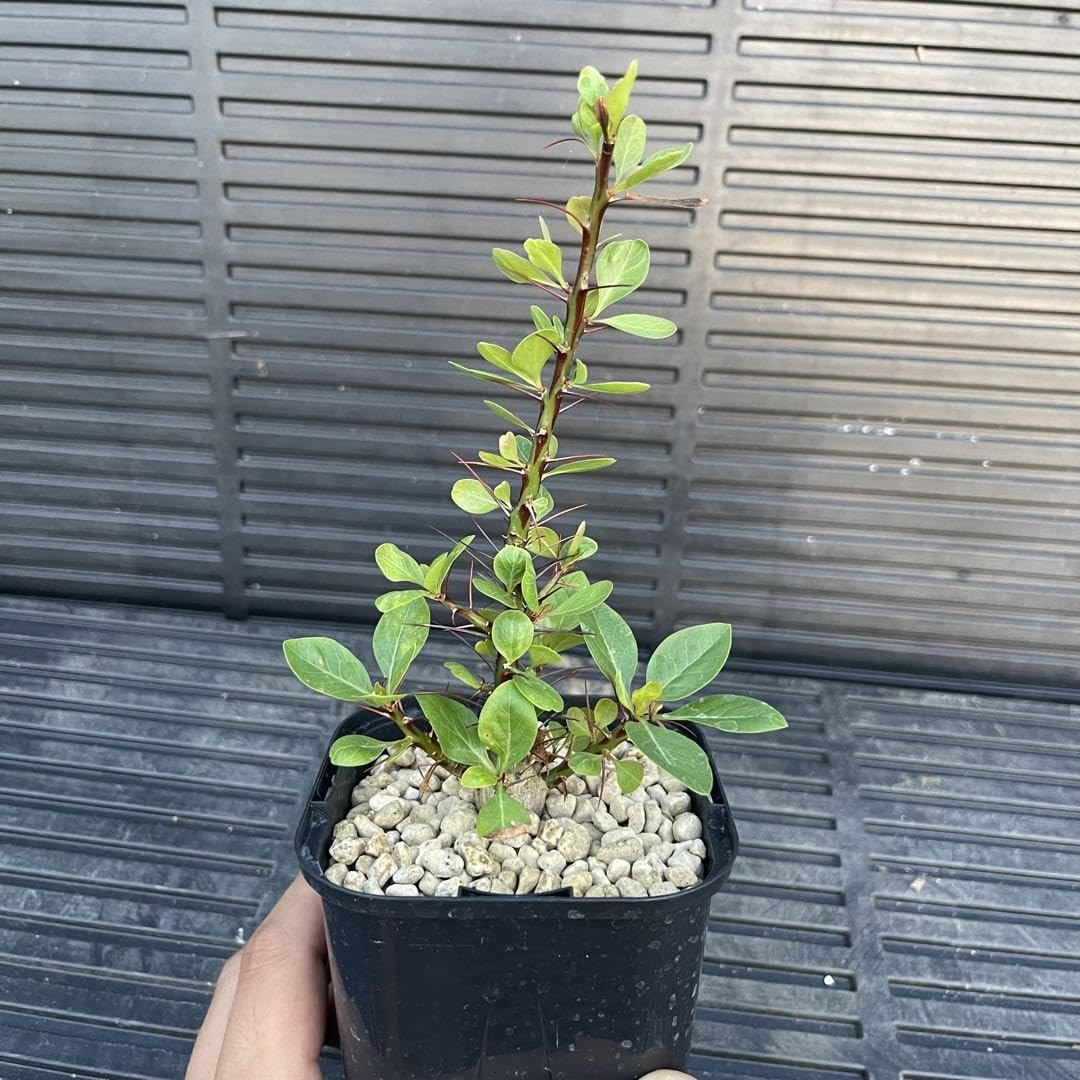 ファシクラータ　実生 Fouquieria fasciculata【フォークイエリア・ファシクラータ